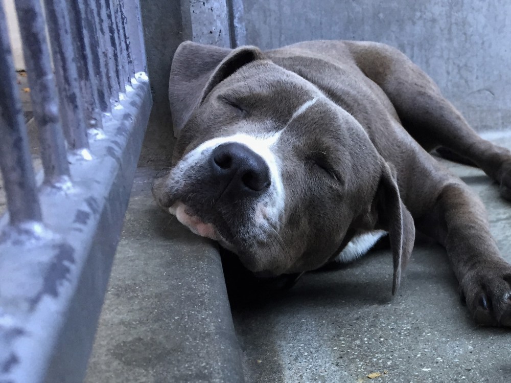 Blue resting at the shelter