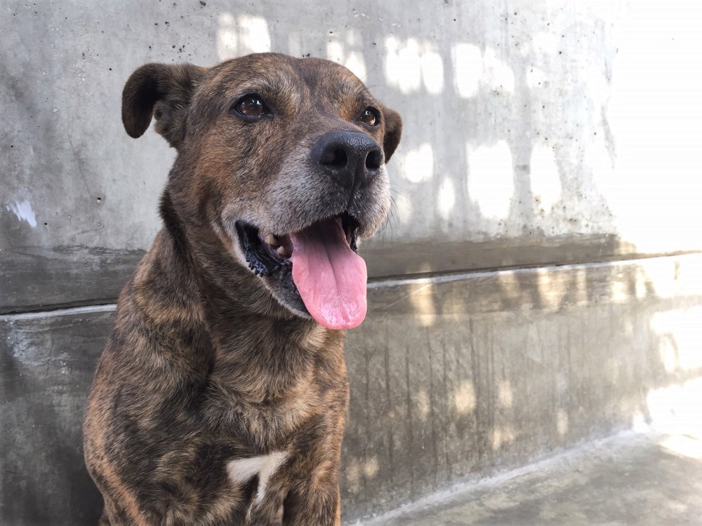 senior pit bull labrador retriever mix