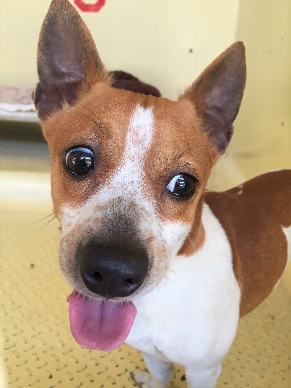 white and brown chihuahua