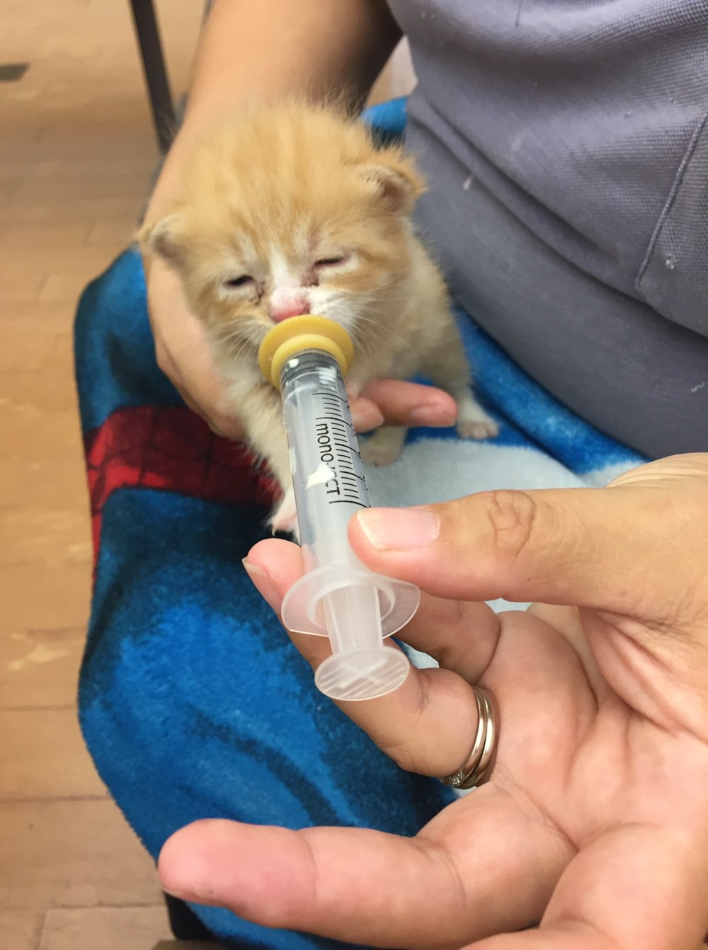 bottle feeding baby kitten