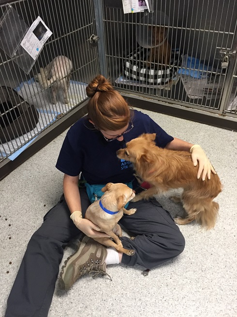 Volunteer with two little dogs