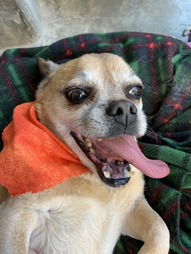 Little dog sticking out his tongue